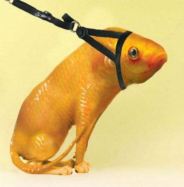 Photoshop icadı hayvanlar