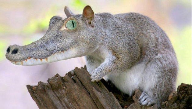 Photoshop icadı hayvanlar