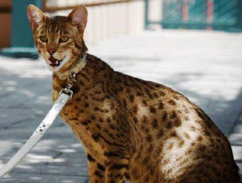 Photoshop icadı hayvanlar