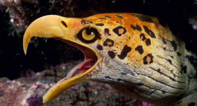 Photoshop icadı hayvanlar