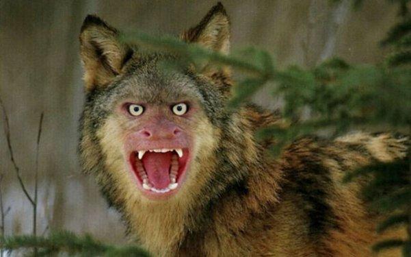 Photoshop icadı hayvanlar