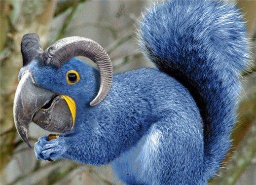 Photoshop icadı hayvanlar