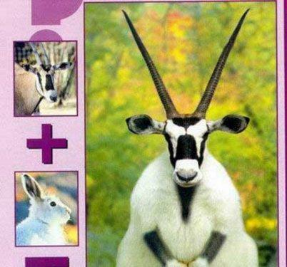 Photoshop icadı hayvanlar