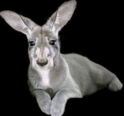 Photoshop icadı hayvanlar