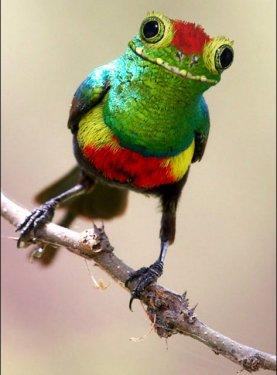 Photoshop icadı hayvanlar