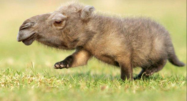 Photoshop icadı hayvanlar