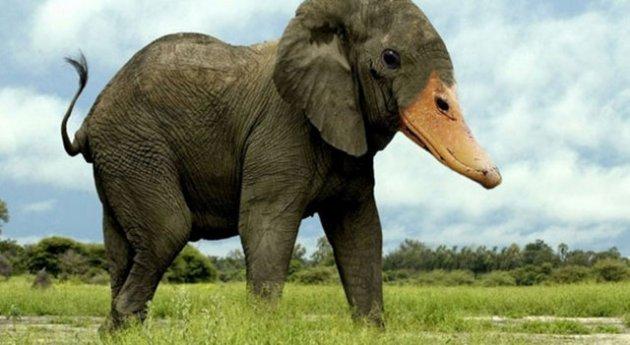 Photoshop icadı hayvanlar