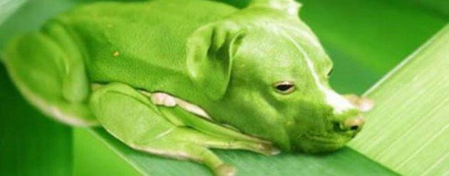 Photoshop icadı hayvanlar