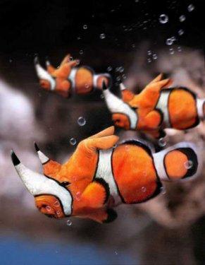 Photoshop icadı hayvanlar