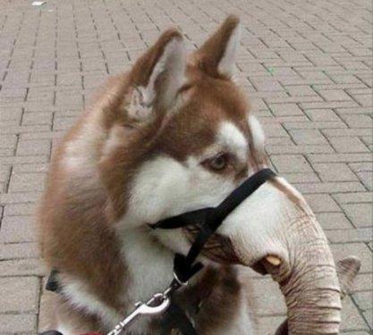 Photoshop icadı hayvanlar