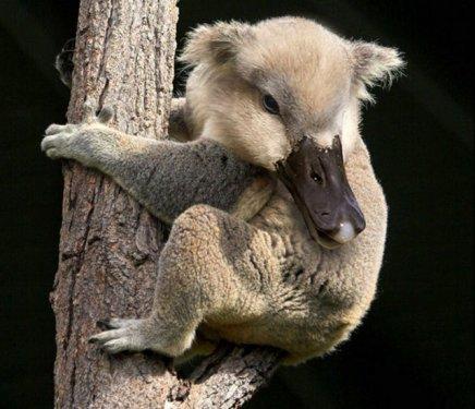 Photoshop icadı hayvanlar