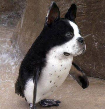 Photoshop icadı hayvanlar