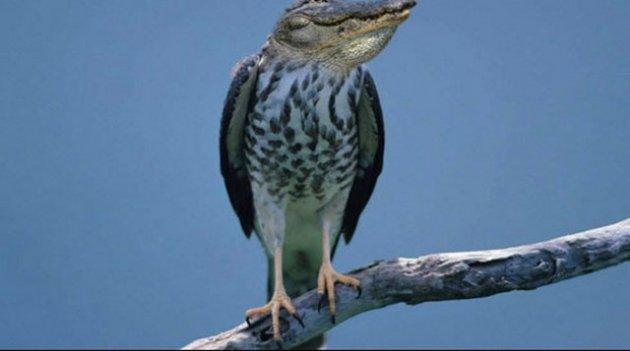 Photoshop icadı hayvanlar