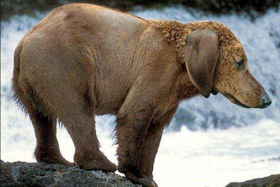 Photoshop icadı hayvanlar