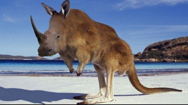 Photoshop icadı hayvanlar