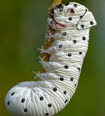 Photoshop icadı hayvanlar