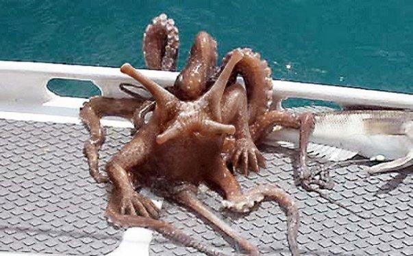 Photoshop icadı hayvanlar