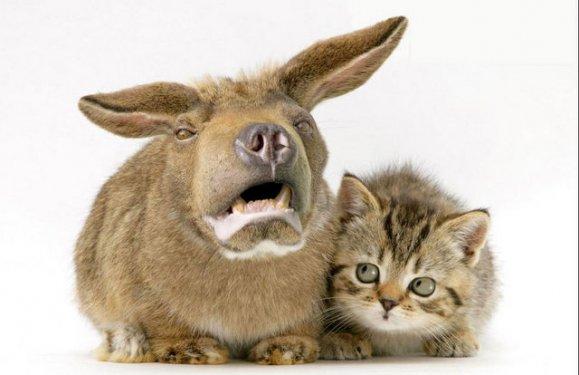 Photoshop icadı hayvanlar