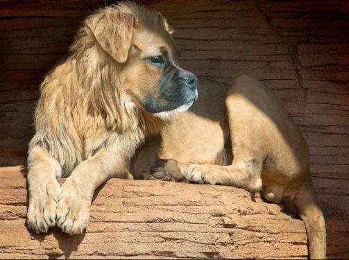 Photoshop icadı hayvanlar