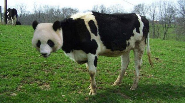 Photoshop icadı hayvanlar