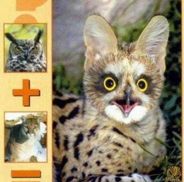 Photoshop icadı hayvanlar