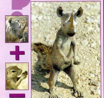 Photoshop icadı hayvanlar