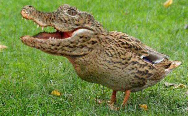 Photoshop icadı hayvanlar