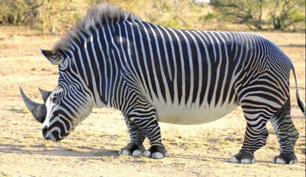 Photoshop icadı hayvanlar