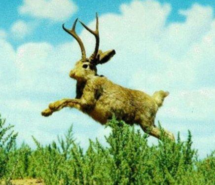 Photoshop icadı hayvanlar