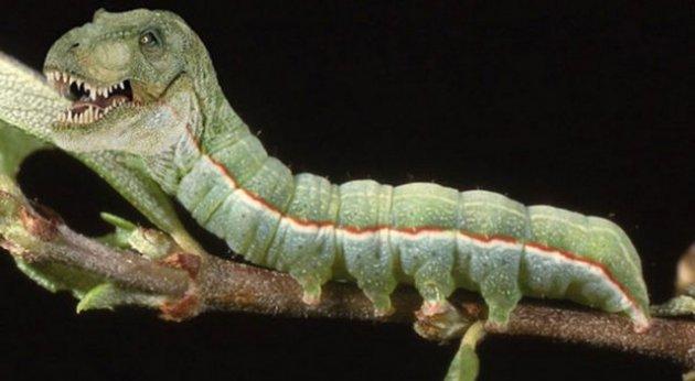 Photoshop icadı hayvanlar