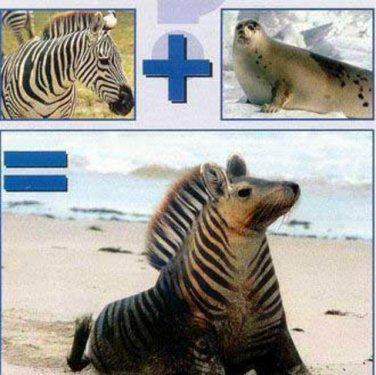 Photoshop icadı hayvanlar