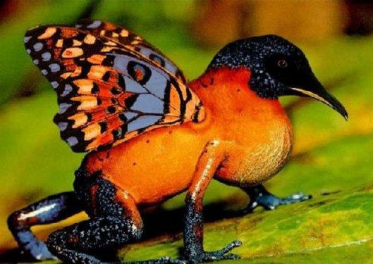 Photoshop icadı hayvanlar