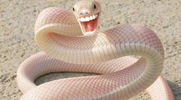 Photoshop icadı hayvanlar