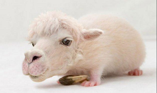 Photoshop icadı hayvanlar