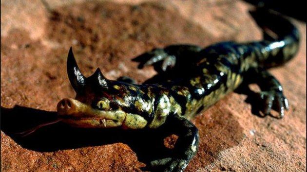 Photoshop icadı hayvanlar