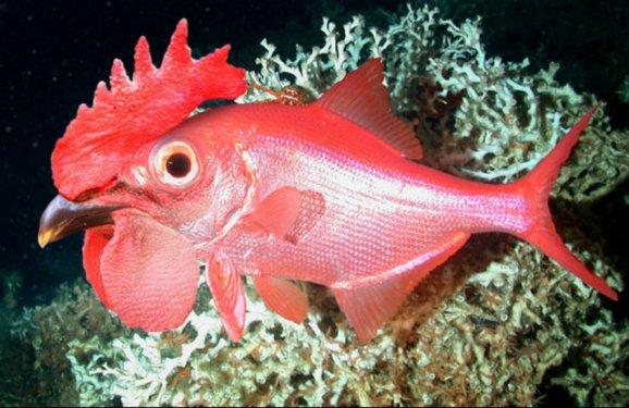 Photoshop icadı hayvanlar