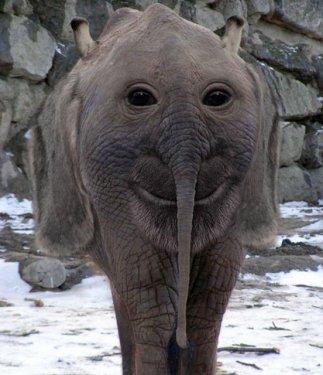 Photoshop icadı hayvanlar