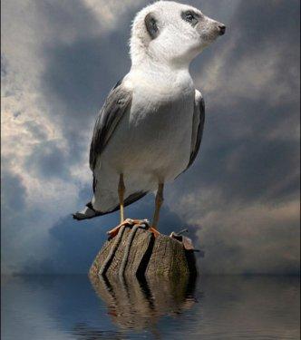 Photoshop icadı hayvanlar