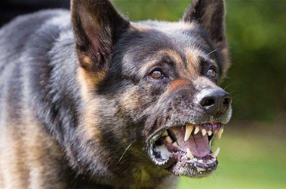 Yasaklanmış köpek ırkları