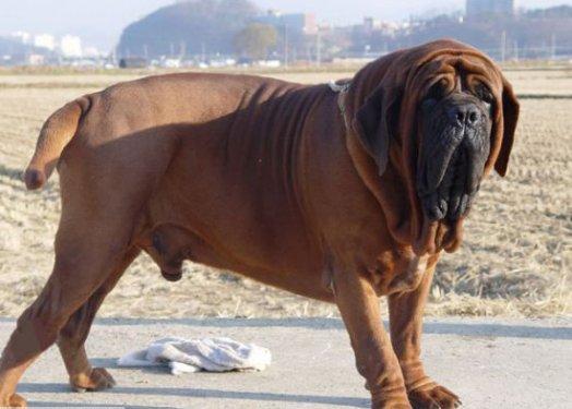 Yasaklanmış köpek ırkları