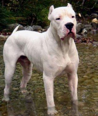 Yasaklanmış köpek ırkları