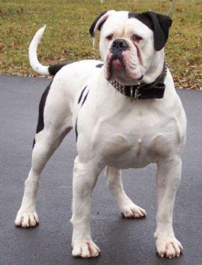 Yasaklanmış köpek ırkları