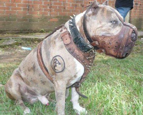 Yasaklanmış köpek ırkları