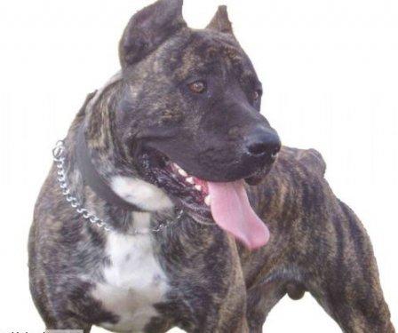 Yasaklanmış köpek ırkları