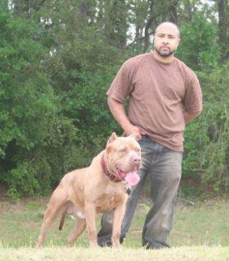 Yasaklanmış köpek ırkları