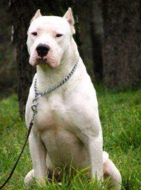 Yasaklanmış köpek ırkları