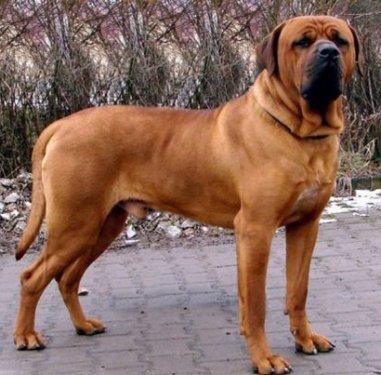 Yasaklanmış köpek ırkları