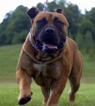 Yasaklanmış köpek ırkları