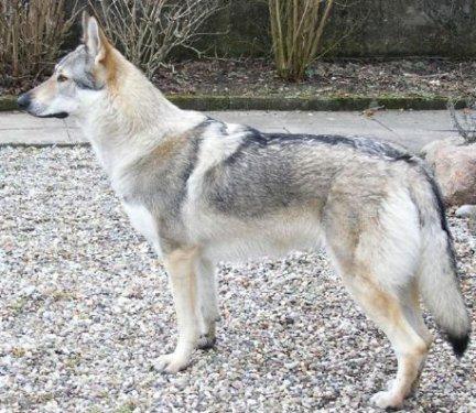 Yasaklanmış köpek ırkları