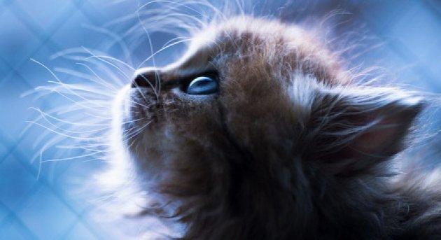 Dünyanın en tatlı kedisi: Daisy